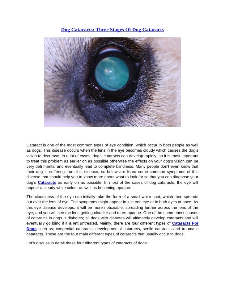 dog cataracts early signs dog cataracts early signs